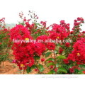 High Germination Rate Crape Myrtle Seeds Lagerstroemia indica Seeds For Growing